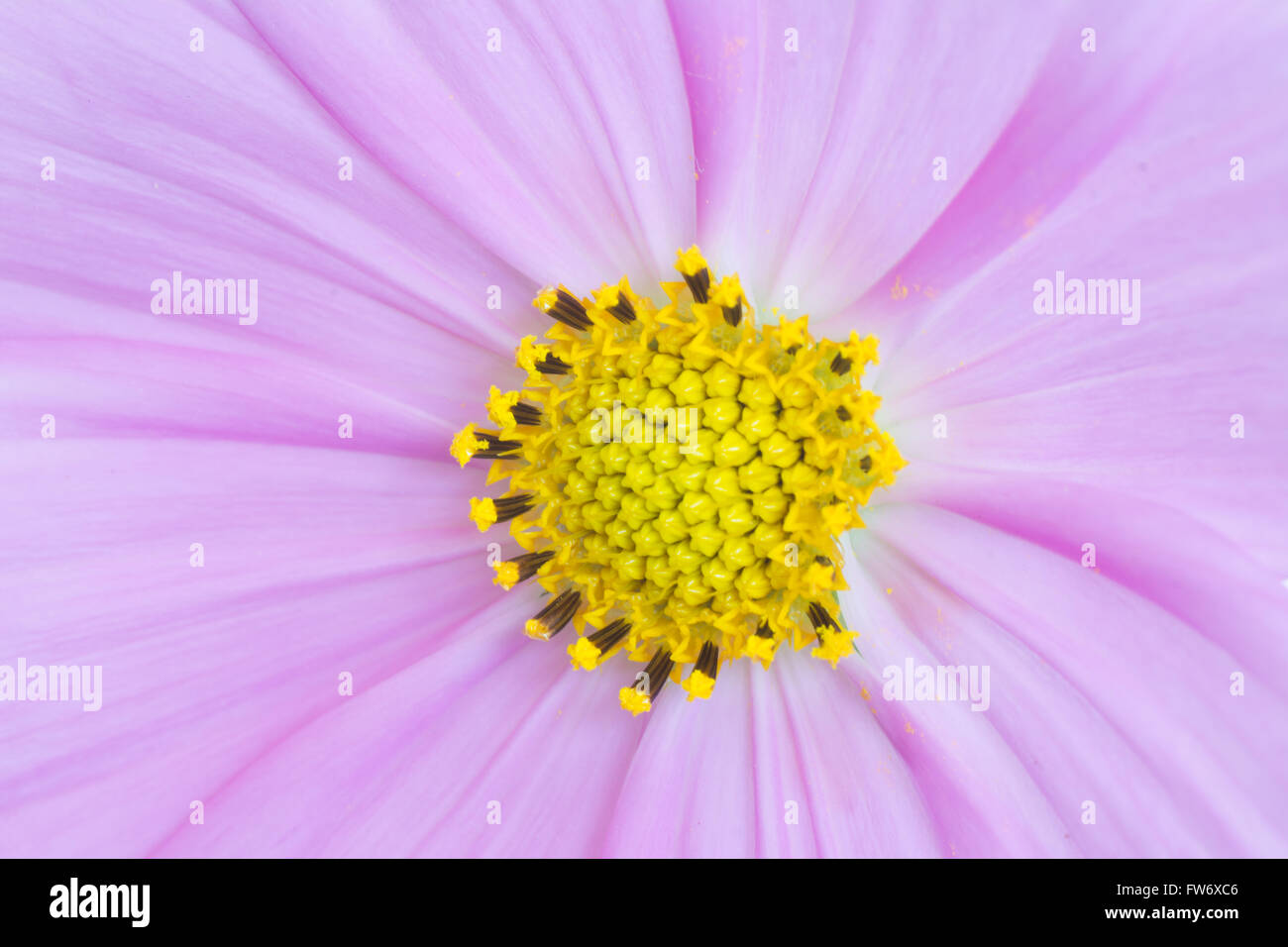 Kosmos-Blume-Hintergrund Stockfoto