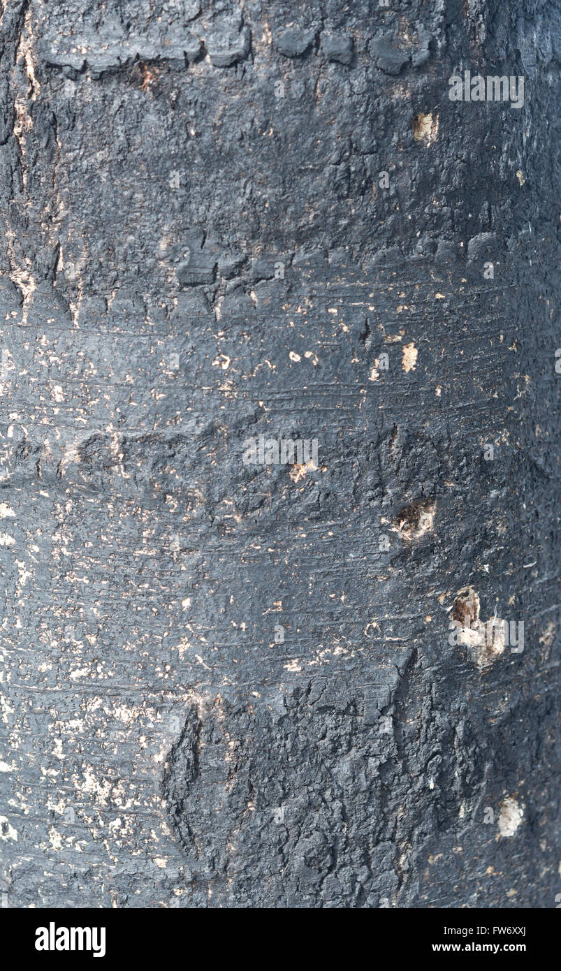 Schuss von verbrannten Baum Hintergrund hautnah Stockfoto