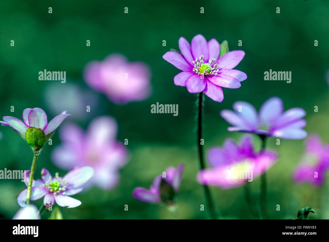 Hepatica nobilis, Kidneywort, Liverleaf oder Zahnwurzelentzündungen blühen im Frühjahr leberblümchen Rosa Stockfoto