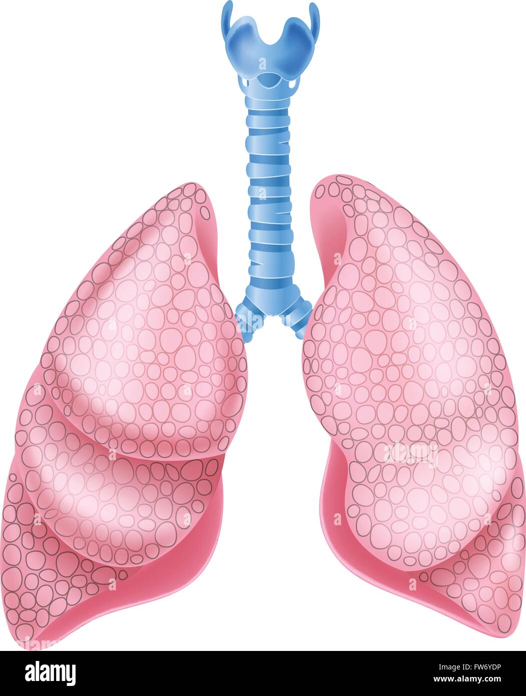 Abbildung der gesunden Lunge Anatomie Stock Vektor
