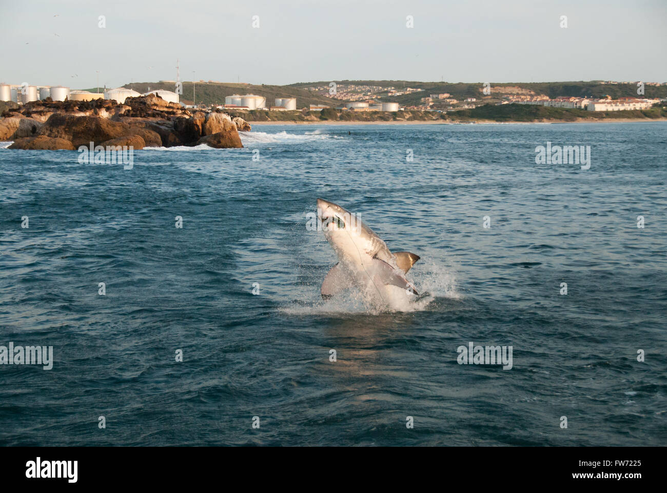 Ein großer weißer Hai verletzt aus dem Wasser und beißen sich eine Dichtung Ausschneiden Stockfoto