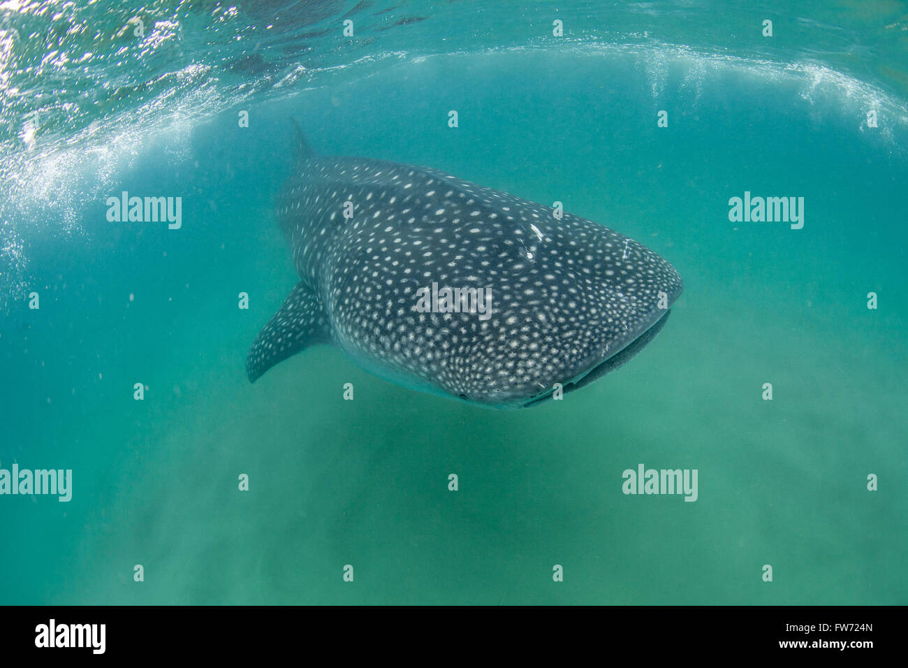 Eine freundliche Walhai schwimmen in Richtung der Kamera im Indischen Ozean Stockfoto