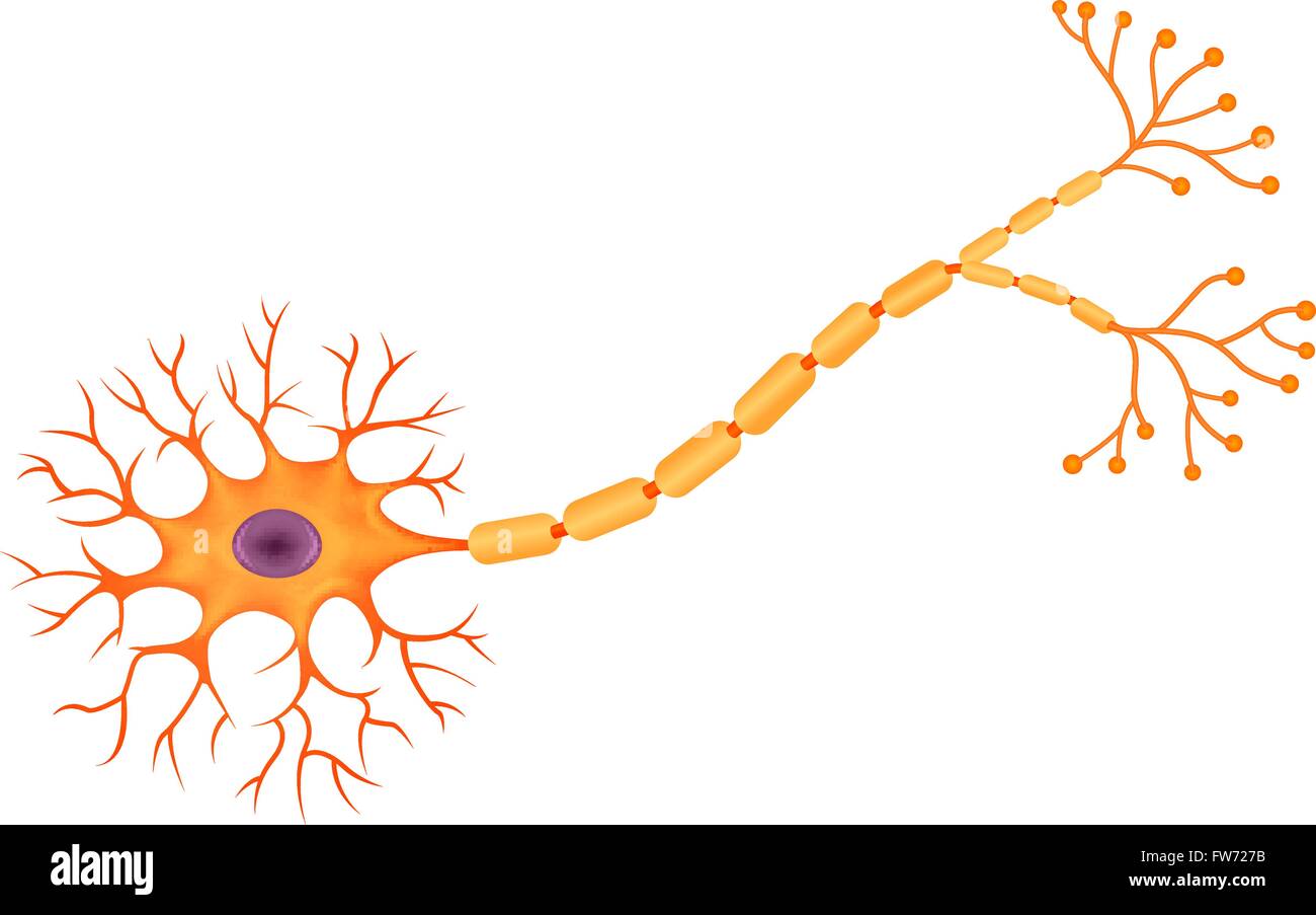 Illustration des menschlichen Neuronen Anatomie Stock Vektor