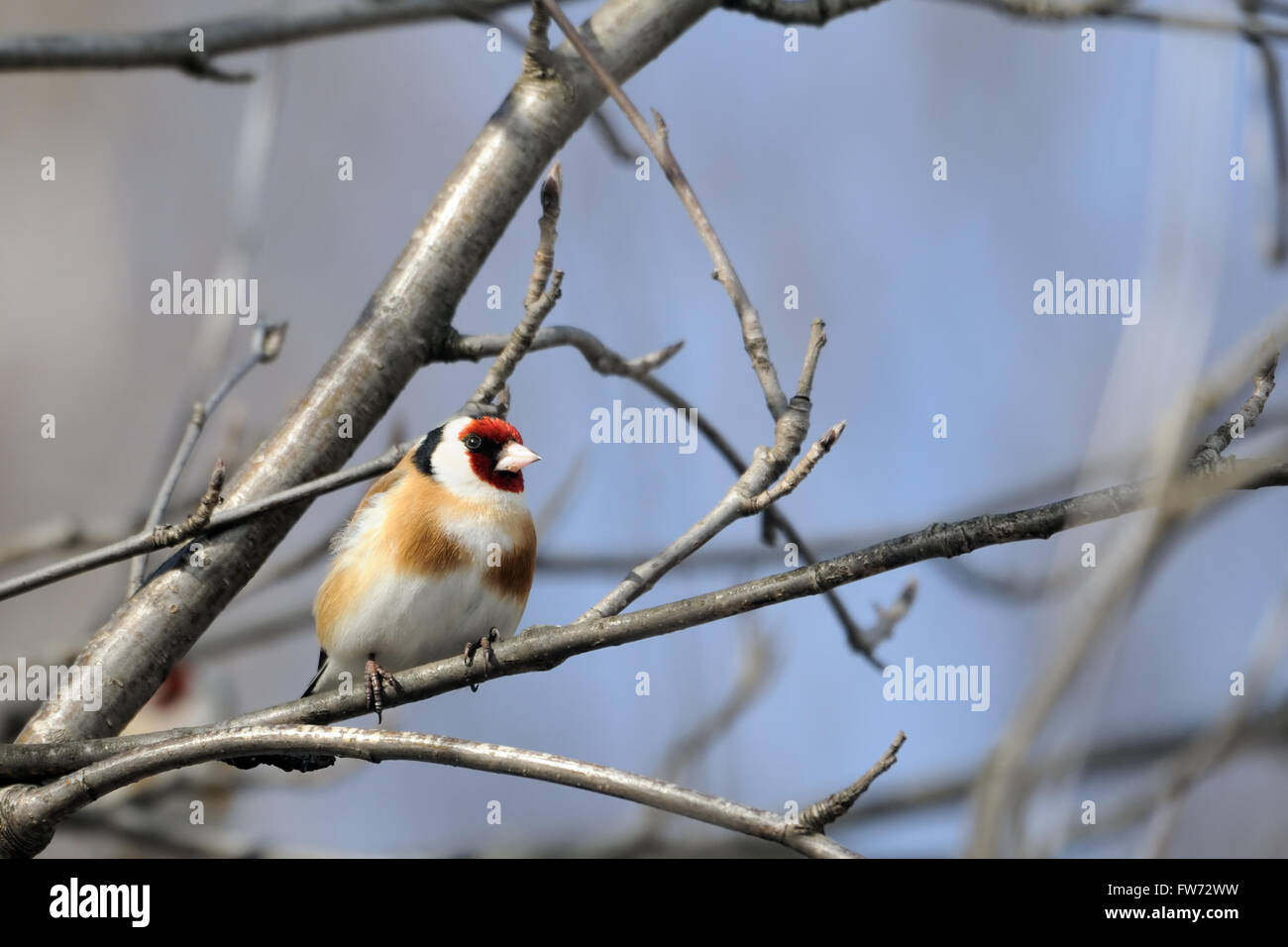Sitzstangen Stieglitz (Zuchtjahr Zuchtjahr) im zeitigen Frühjahr. Moscow Region, Russland Stockfoto