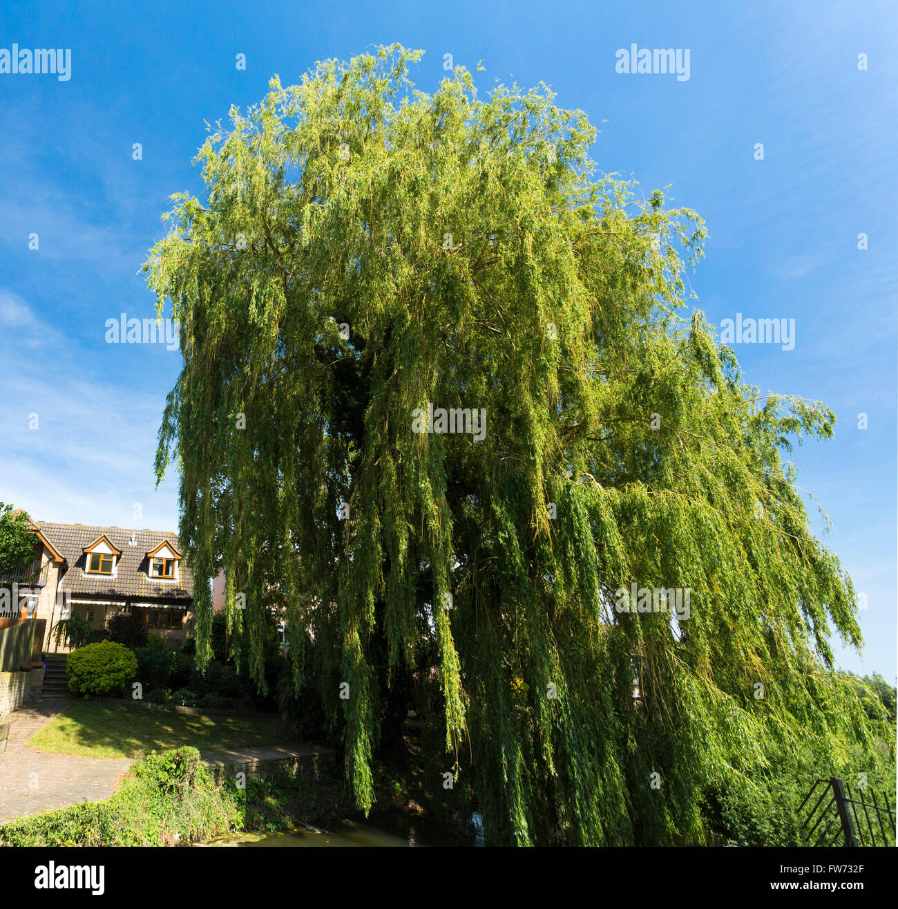 Weide Salix Alba Vitellina-Tristis Stockfoto