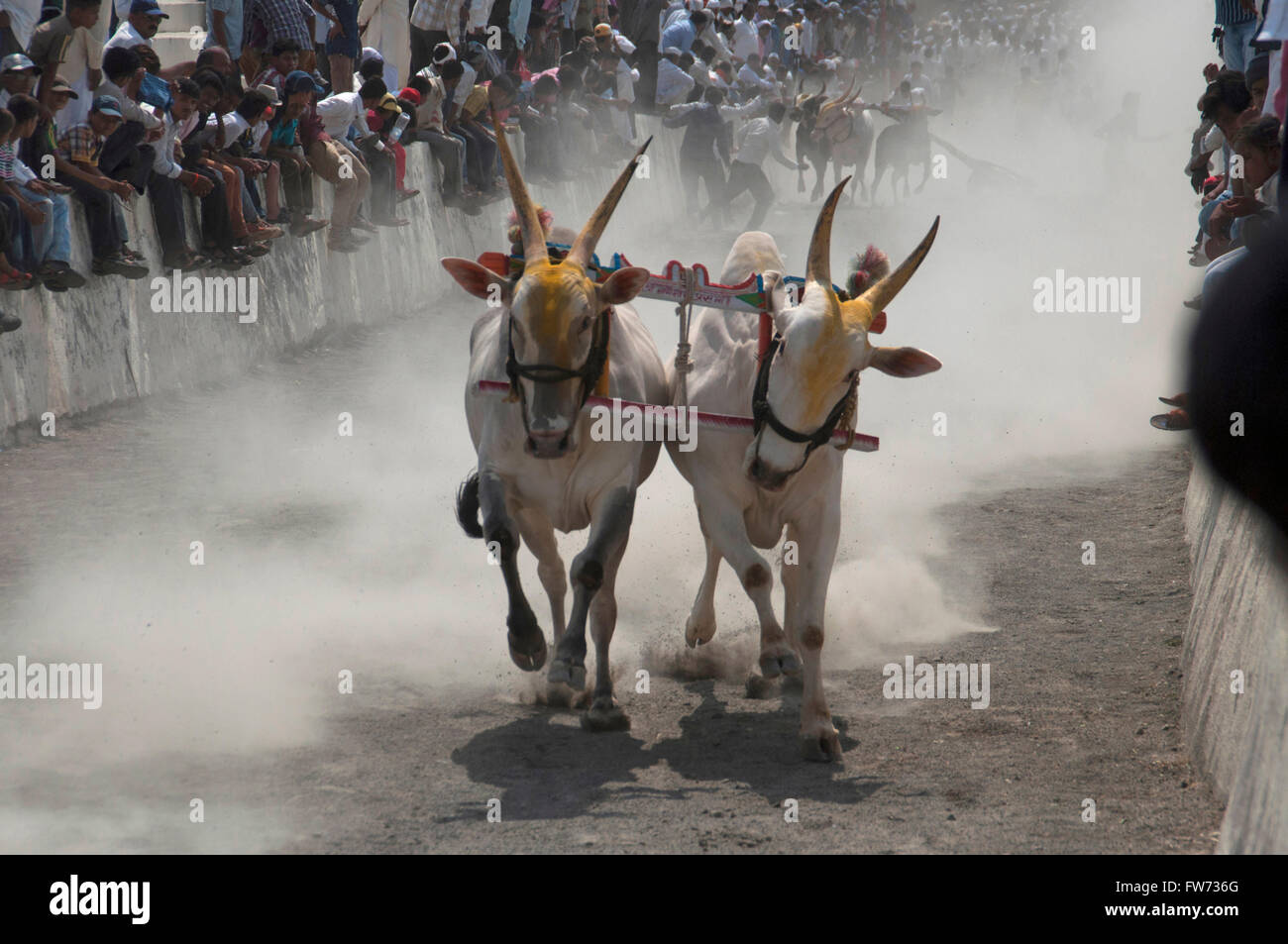Traditionelle Ochsenkarren Racing (bailgada sharyat) Maharashtra, Indien Stockfoto
