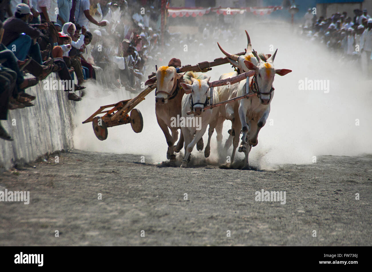 Traditionelle Ochsenkarren Racing (bailgada sharyat) Maharashtra, Indien Stockfoto