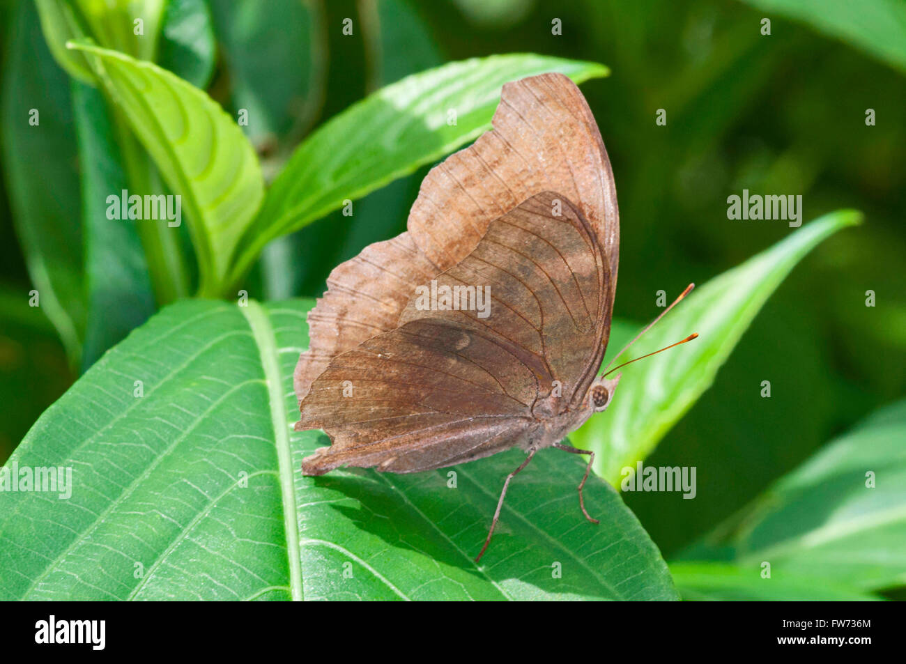 Schmetterling auf Blatt, Indien Stockfoto