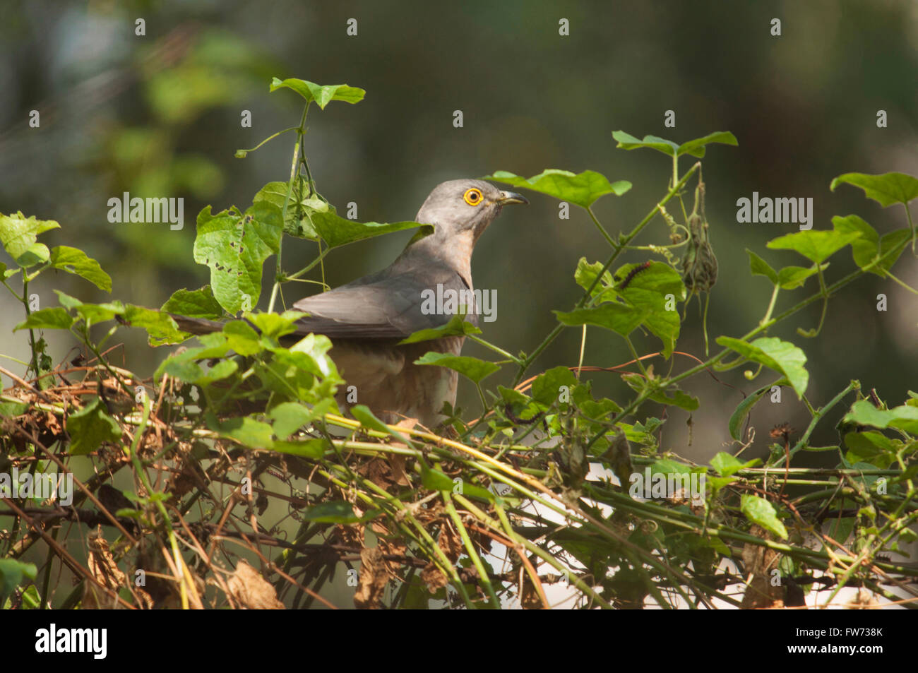 Der gemeinsame Hawk-Kuckuck (Hierococcyx Varius), im Volksmund bekannt als der Brainfever Vogel, Indien Stockfoto