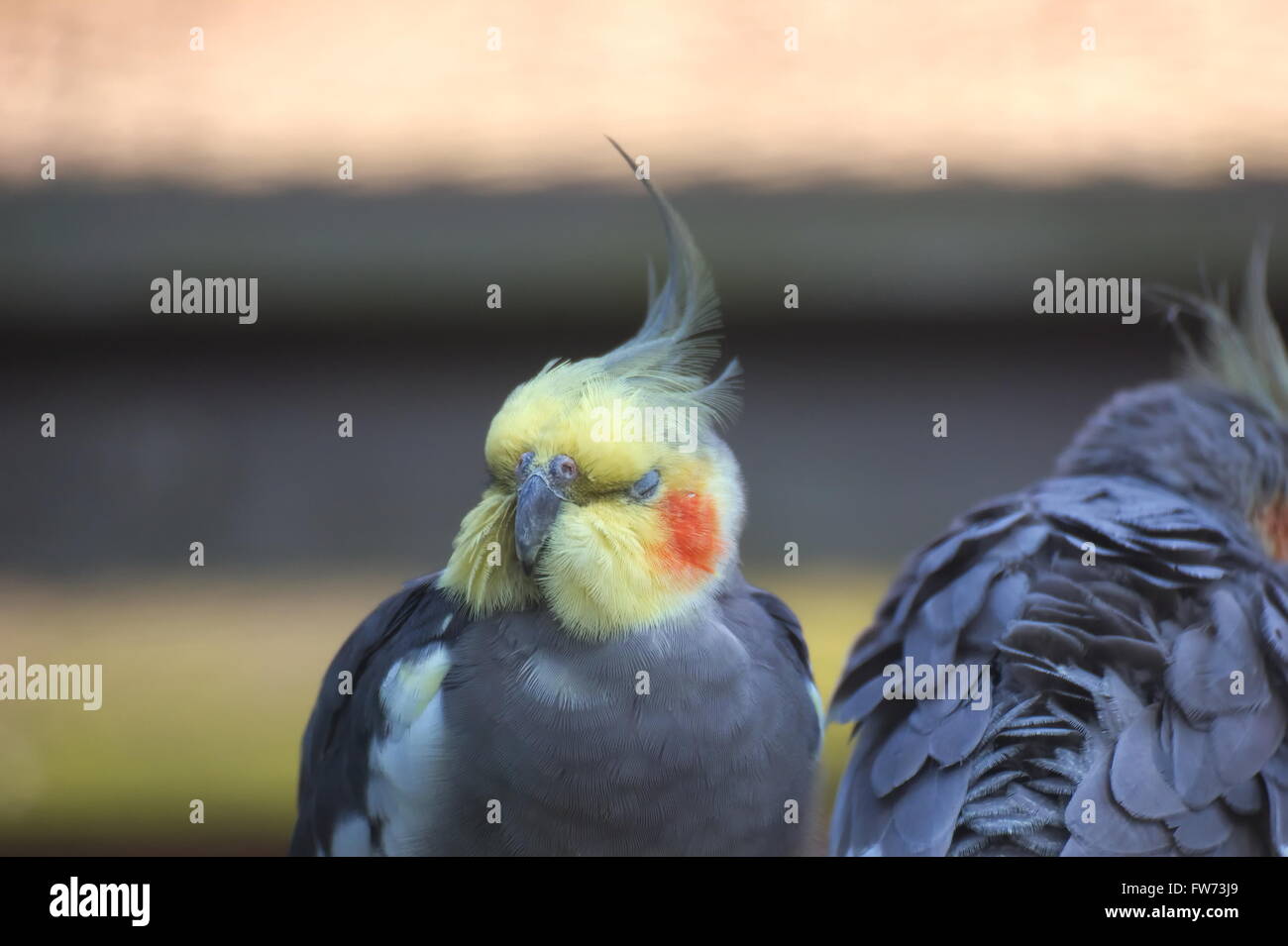 Nymphensittich (Nymphicus Hollandicus) mit geschlossenen Augen. Stockfoto