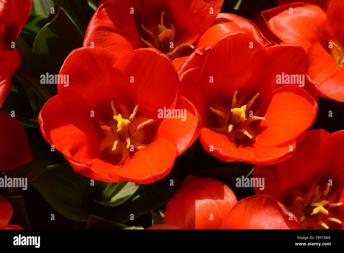 Tulpe Tulipa Greigii "Red Riding Hood" Stockfoto