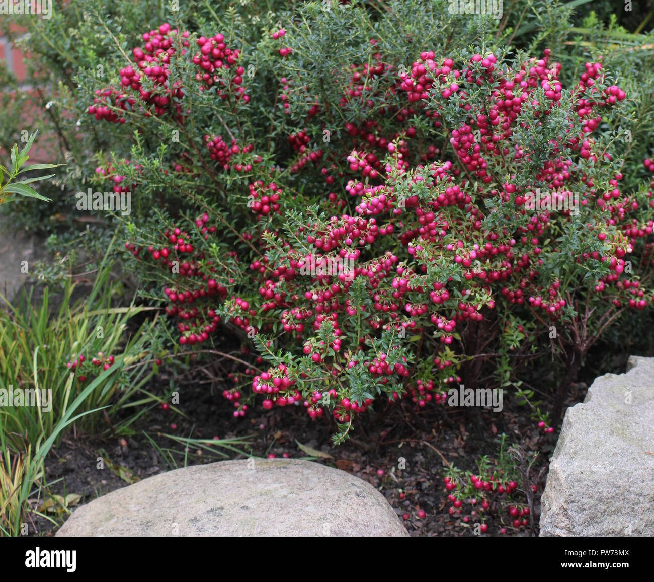Rosa Beeren der Zierstrauch Gaultheria Mucronata. Stockfoto
