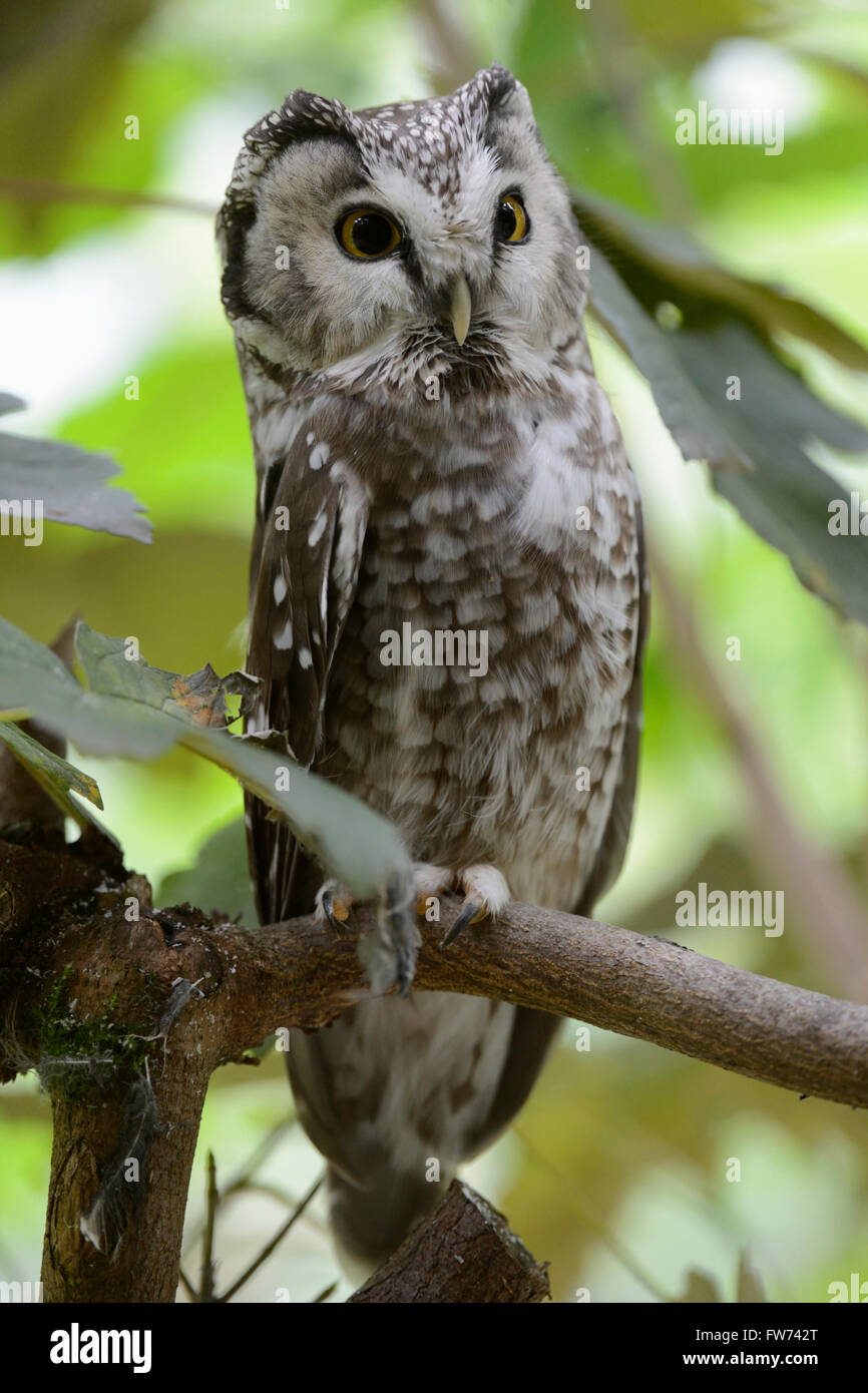 Boreal Eulen / Raufusskauz ( Aegolius funereus ), alarmiert erwachsen, auf einem Baum, mit weit geöffneten Augen, frontale Seitenansicht, Europa. Stockfoto