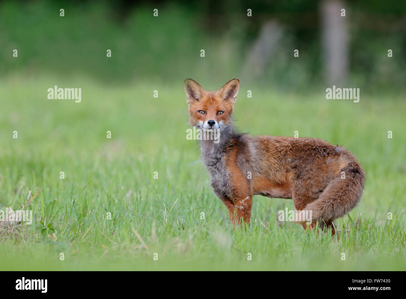 Aufmerksame Rotfuchs / Rotfuchs (Vulpes Vulpes), beim Wechsel der Mantel, auf einer Wiese, schauen direkt in die Kamera überrascht. Stockfoto