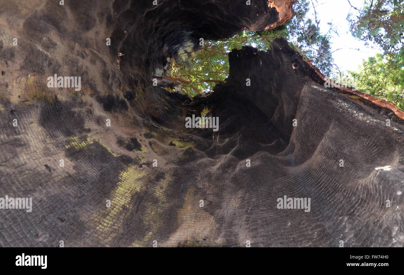 Eine Ansicht der Mammutbäume in der Lady Bird Johnson Grove des Redwood National Park in der Nähe von Crescent City, Kalifornien USA Stockfoto