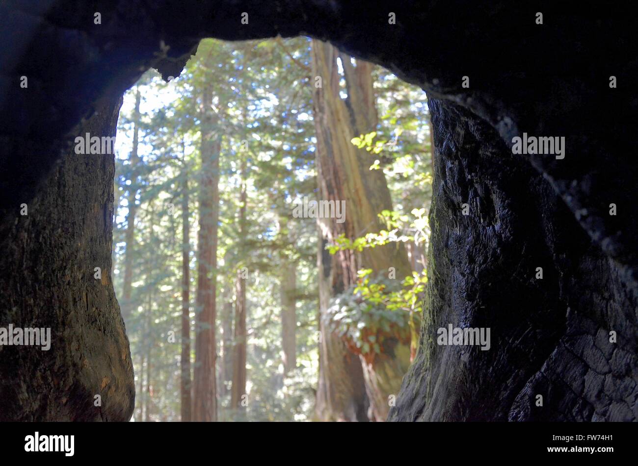 Eine Ansicht der Mammutbäume in der Lady Bird Johnson Grove des Redwood National Park in der Nähe von Crescent City, Kalifornien USA Stockfoto