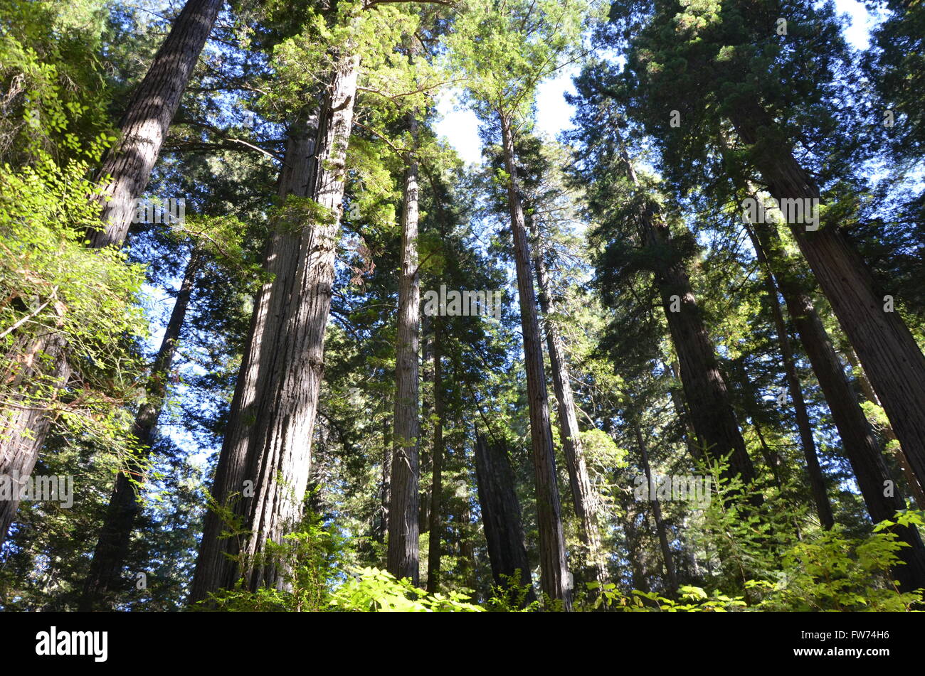 Eine Ansicht der Mammutbäume in der Lady Bird Johnson Grove des Redwood National Park in der Nähe von Crescent City, Kalifornien USA Stockfoto