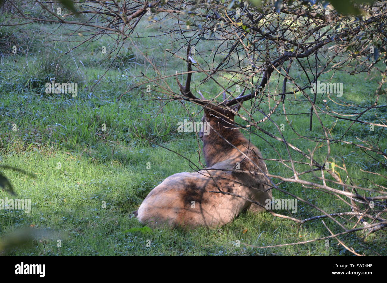 Ein Roosevelt Elk in der Elch-Wiese des Prairie Creek Redwoods State Park, Orick, Kalifornien USA Stockfoto