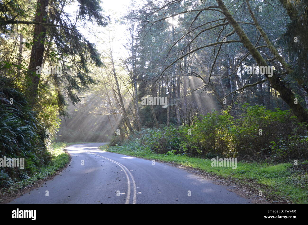 Eine neblige Straße vor der Küste von Nordkalifornien. Stockfoto