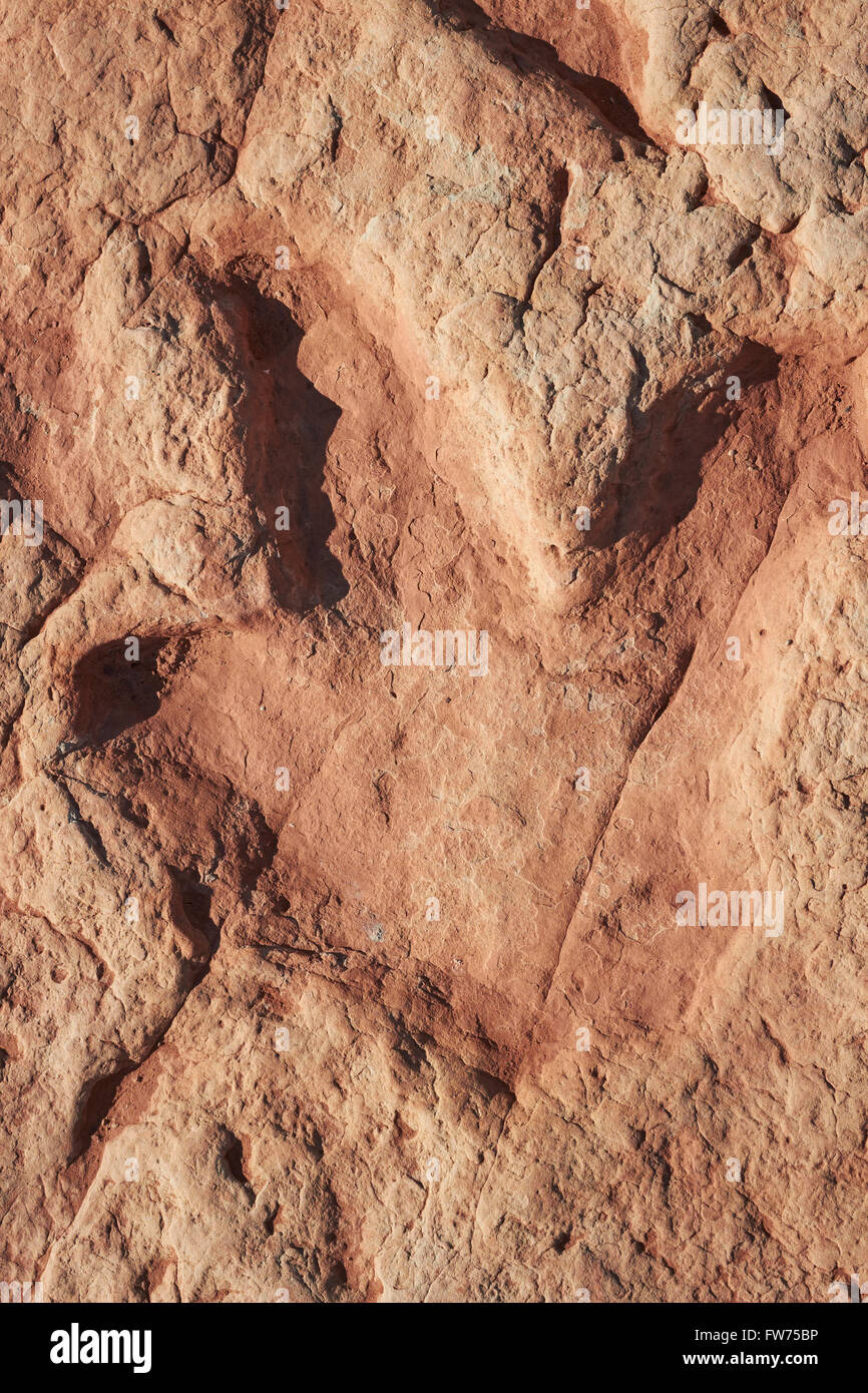 Fossilen Dinosaurier-Fußabdruck, Navajo-Nation, Tuba City, Arizona, USA Stockfoto