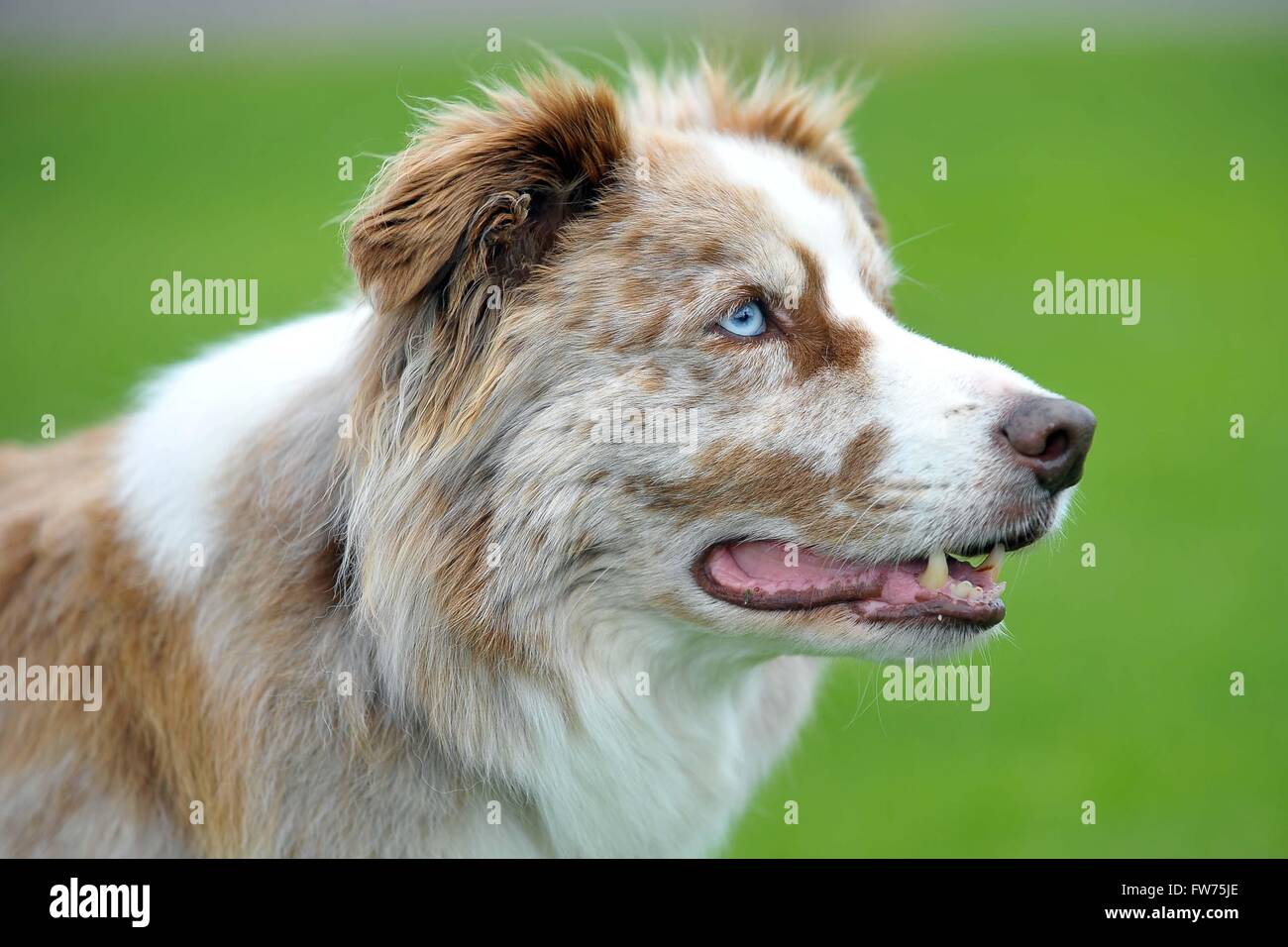 Border-Collie Hundekopf blau Auge Rasen Hintergrund unscharf Stockfoto