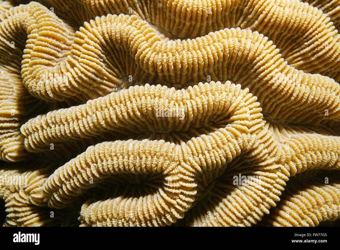 Leben im Meer, in der Nähe aus Boulder Hirnkoralle Graten, Colpophyllia Natans, Karibik Stockfoto