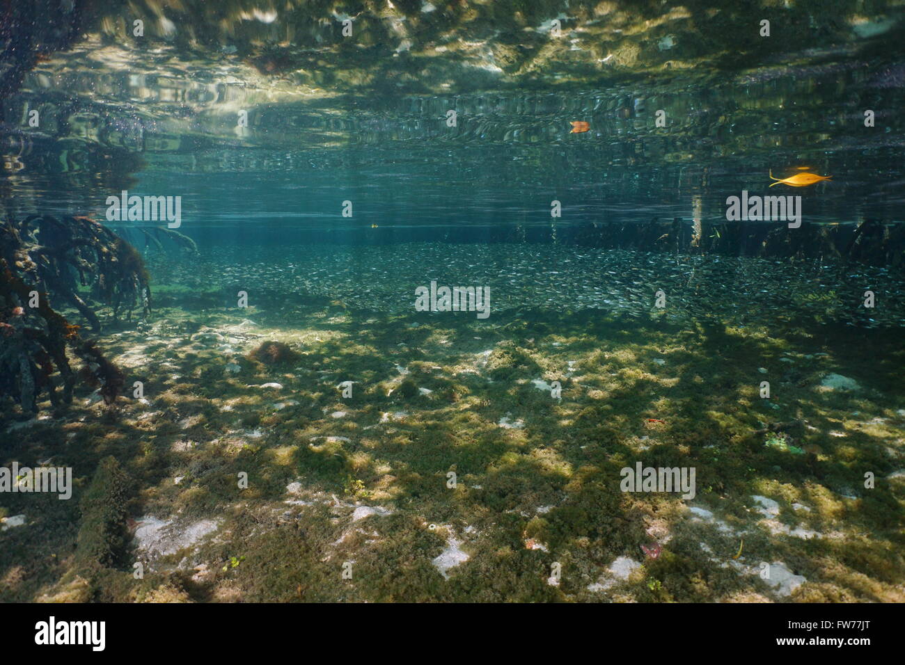 Schwärme von kleinen Fischen im flachen Wasser in den Mangroven, im Karibischen Meer Stockfoto