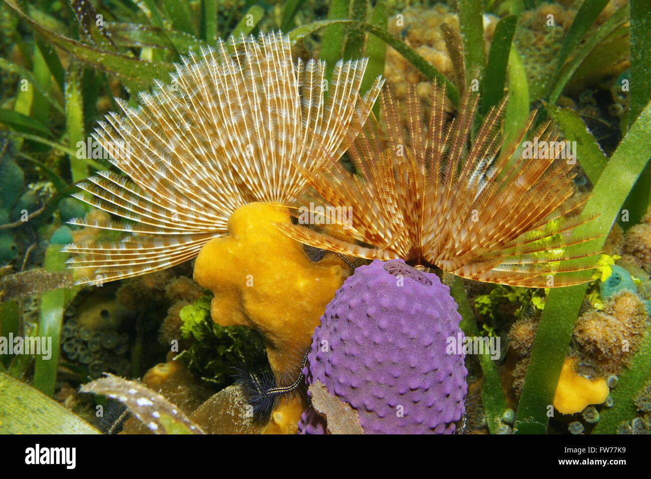 Marine Unterwasserwelt, herrliche Staubwedel Wurm mit Meeresschwamm auf dem Meeresboden, Karibik Stockfoto