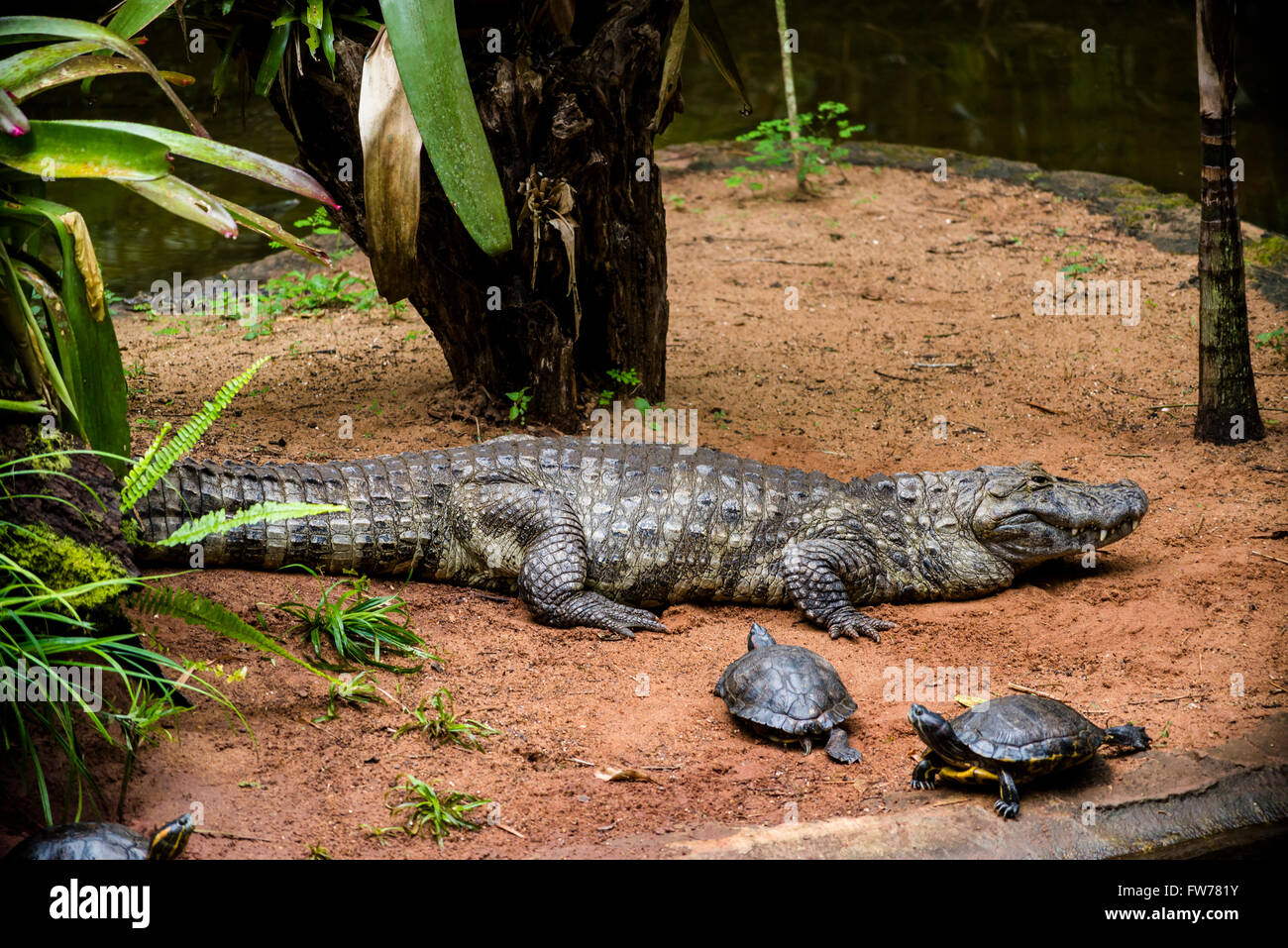 Breit-snouted Cayman, Caiman Latirostris, Vogelpark, Foz do Iguaçu, Brasilien Stockfoto