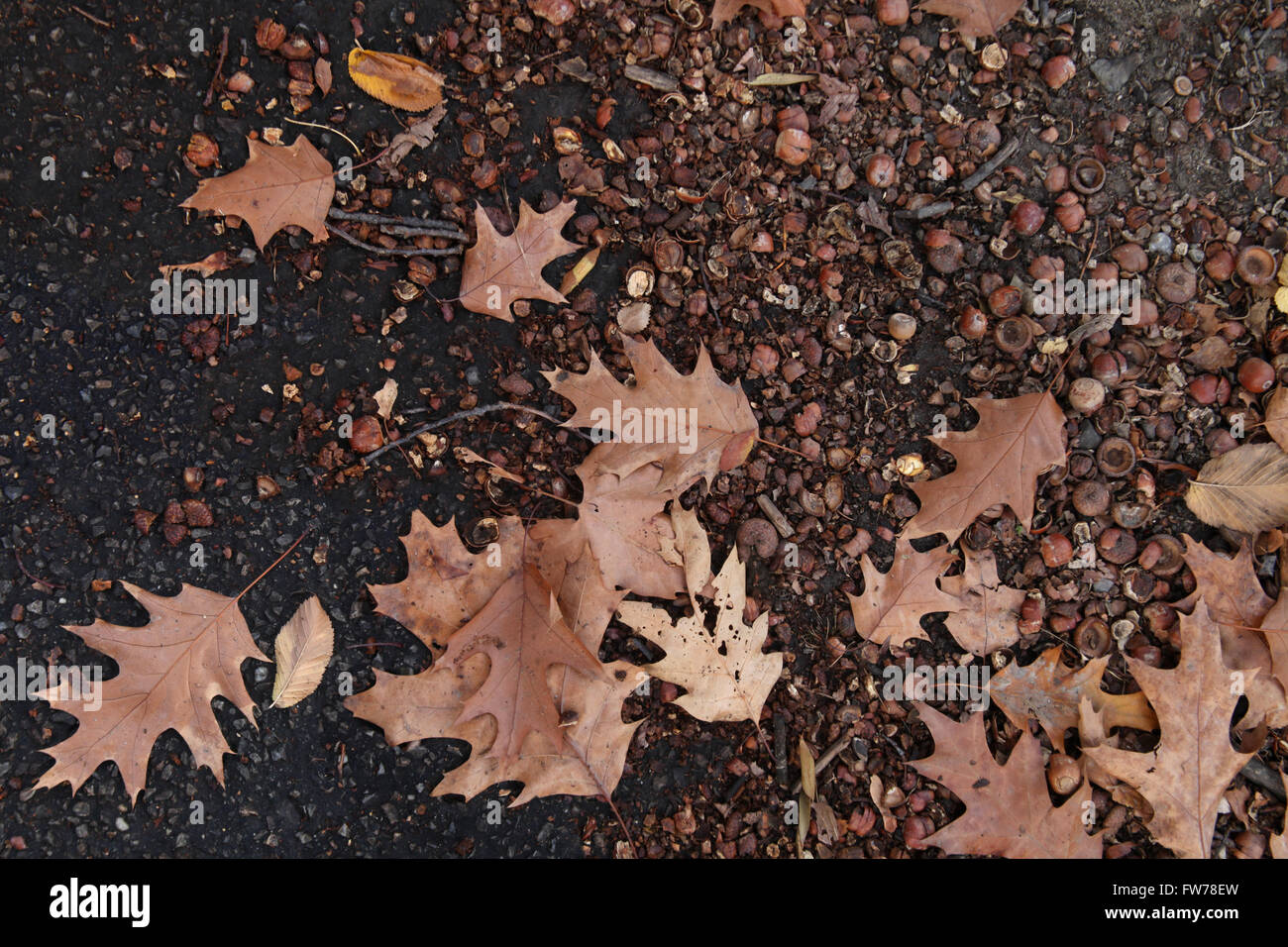 Herbstlaub auf Boden Stockfoto