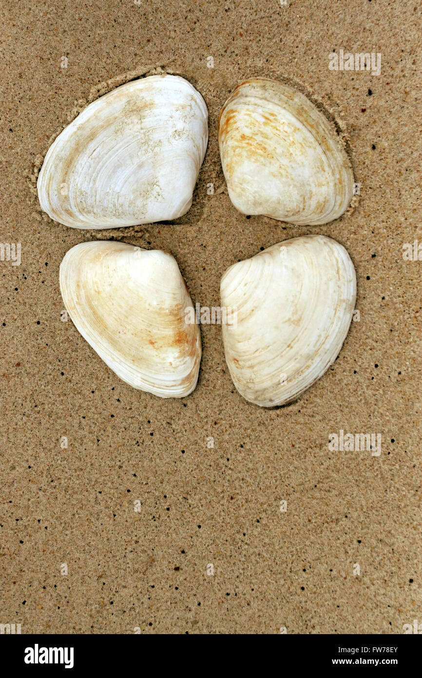 Vier Muscheln auf sand Stockfoto