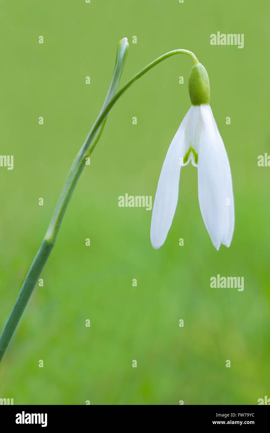 Schneeglöckchen Blume vor unscharfen Hintergrund Stockfoto