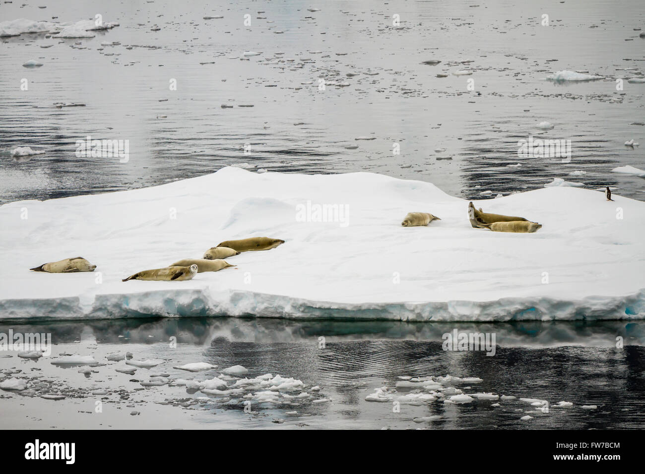 Dichtungen auf Eisschollen in der Antarktis Neumayer Kanal, antarktische Halbinsel, holte. Stockfoto