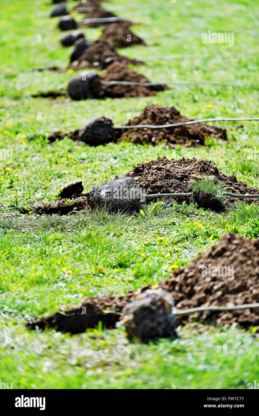 Kleine Bäume bereit, im Frühling Saison gepflanzt werden Stockfoto