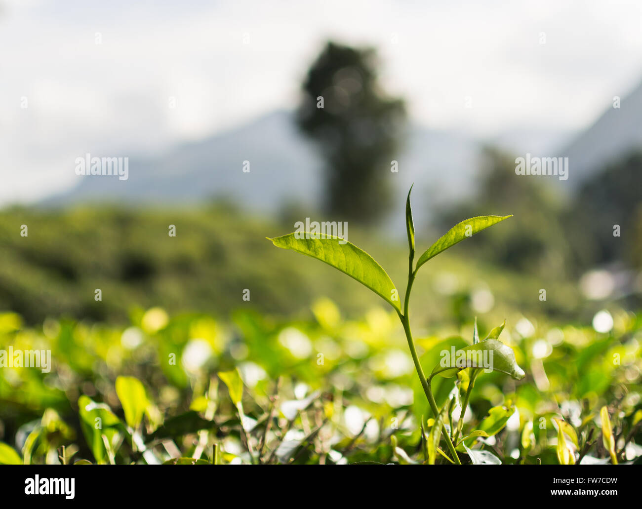 Tee Knospe auf dem Hintergrund der Teeplantage Stockfoto