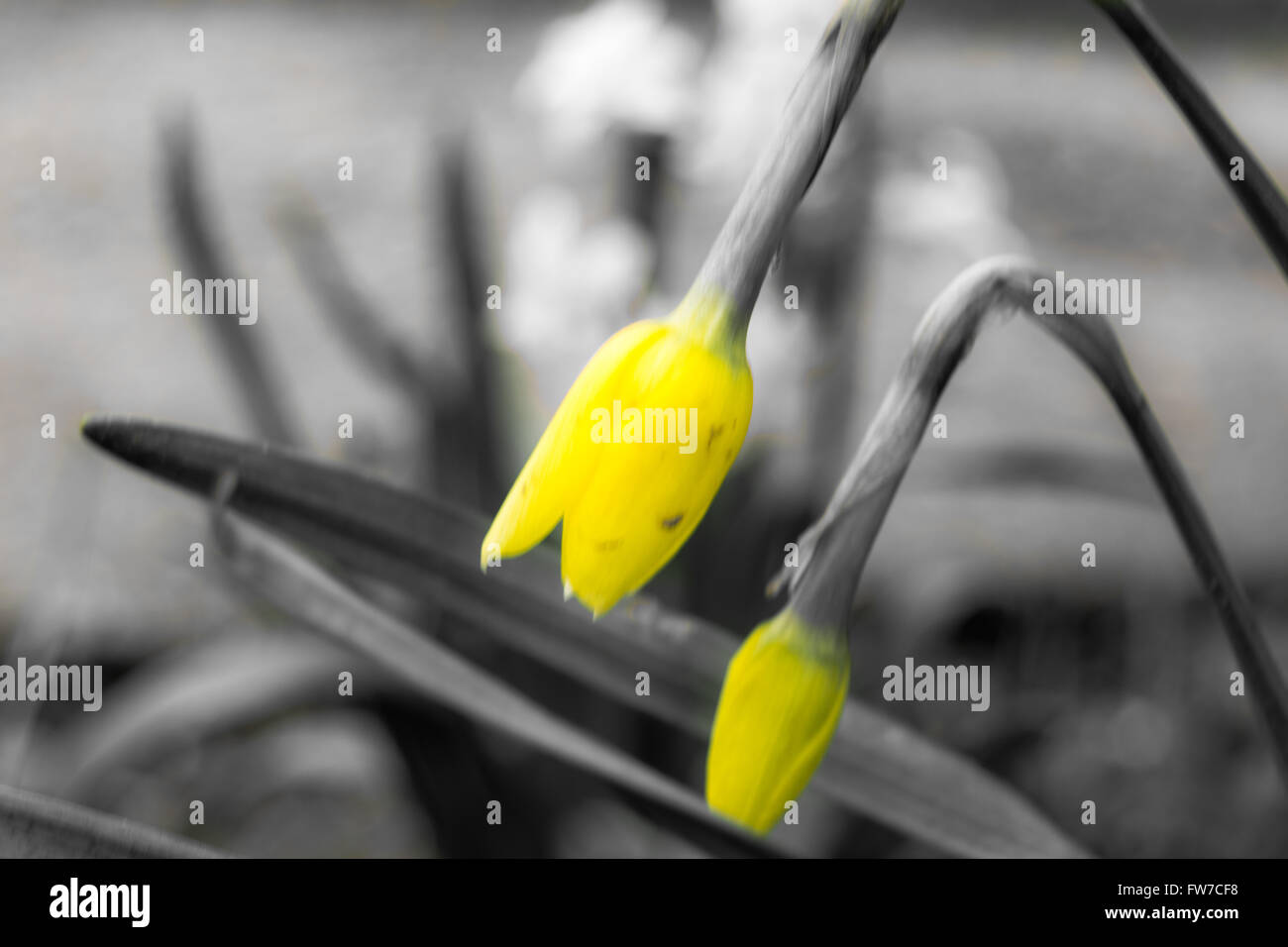 Eine Farbe ausgewählt Blume mit gelber Farbe Stockfoto