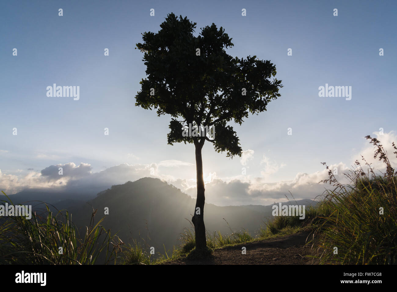 Hintergrundbeleuchtung Silhouette eines Baumes auf dem Hügel Stockfoto