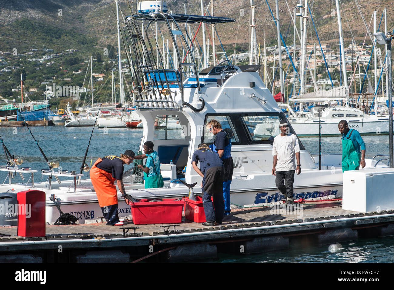 Frisch gefangenen Thunfisch geladen in roten Kunststoff-Becken für die Gastronomie Stockfoto