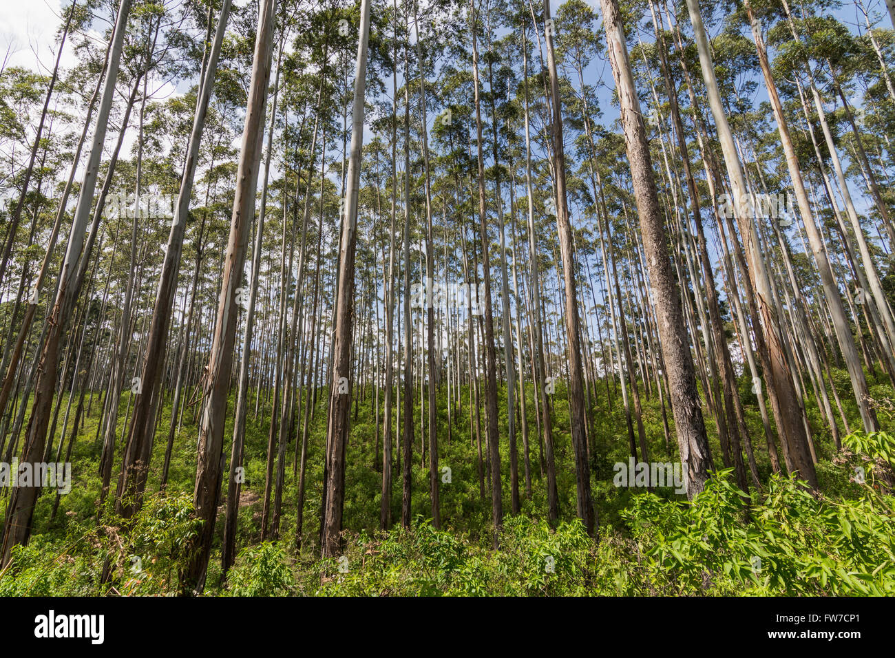 Rubber Tree Forest auf Ella Rock Mountain Stockfoto