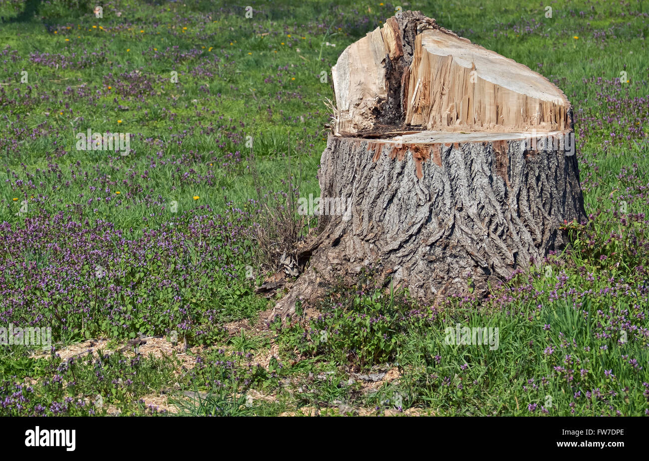 Nahaufnahme des Teils einen Rohschnitt Baumstamm im Wald Stockfoto