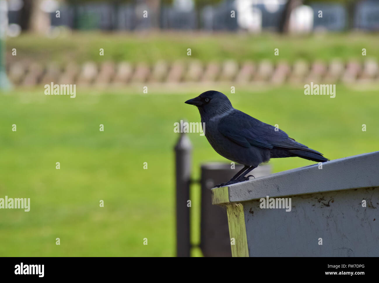 Nahaufnahme eines Profils eines schwarzen Raben im Stadtpark Stockfoto