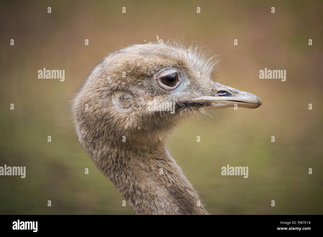 Ein close-up Portrait einer jungen Darwin Rhea (Rhea Pennata). Stockfoto