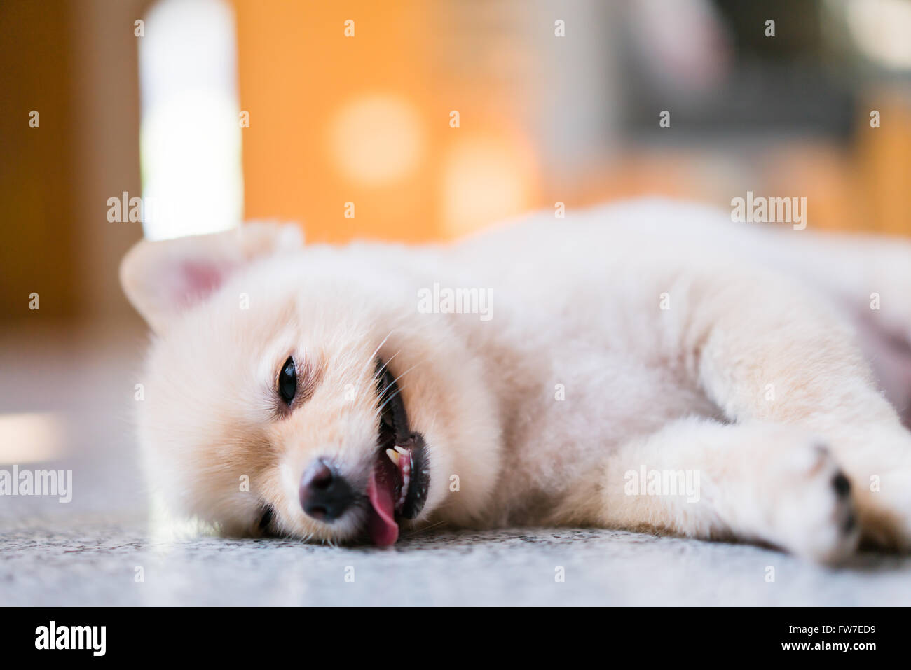 Müde und schläfrig Pommerschen Hund, Fokus auf die Augen, über hängen oder Montag Arbeit Stockfoto