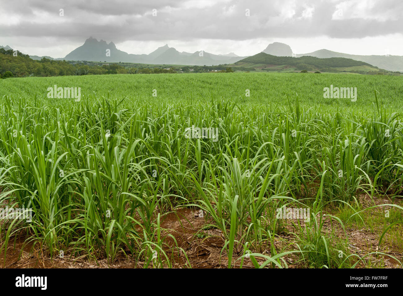 Zuckerrohrfelder in Mauritius. Stockfoto