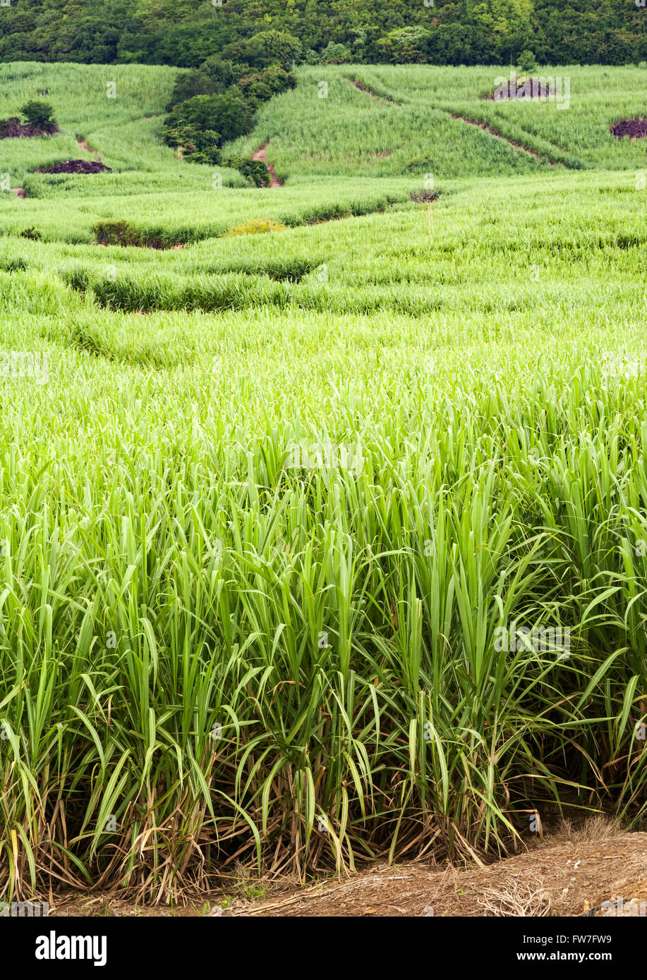 Zuckerrohrfelder in Mauritius. Stockfoto