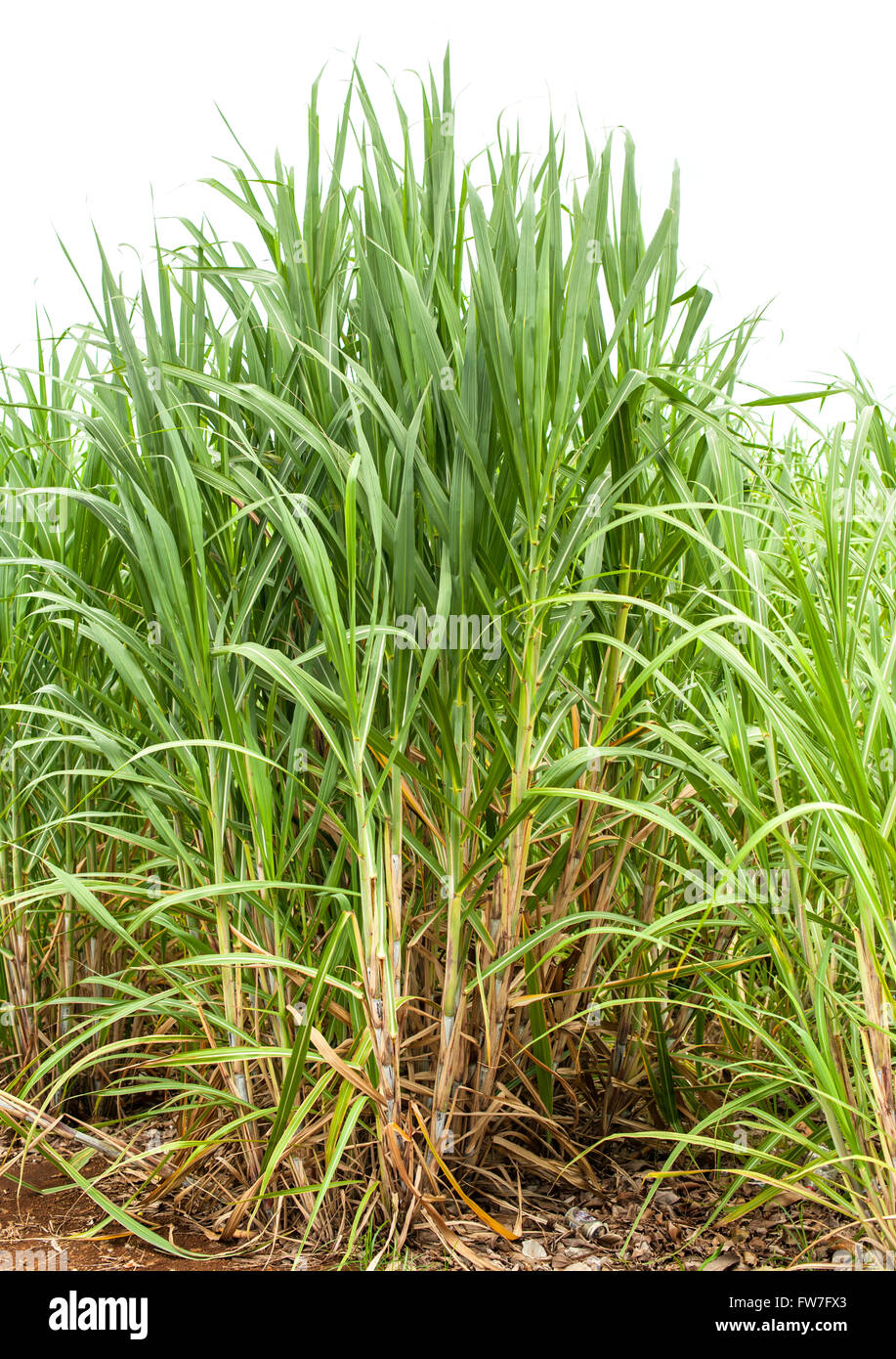Zuckerrohrfelder in Mauritius. Stockfoto