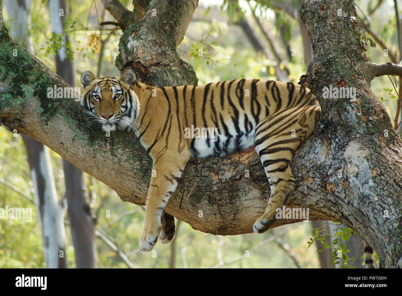 Tiger Auf Baum Tiger Auf Baum