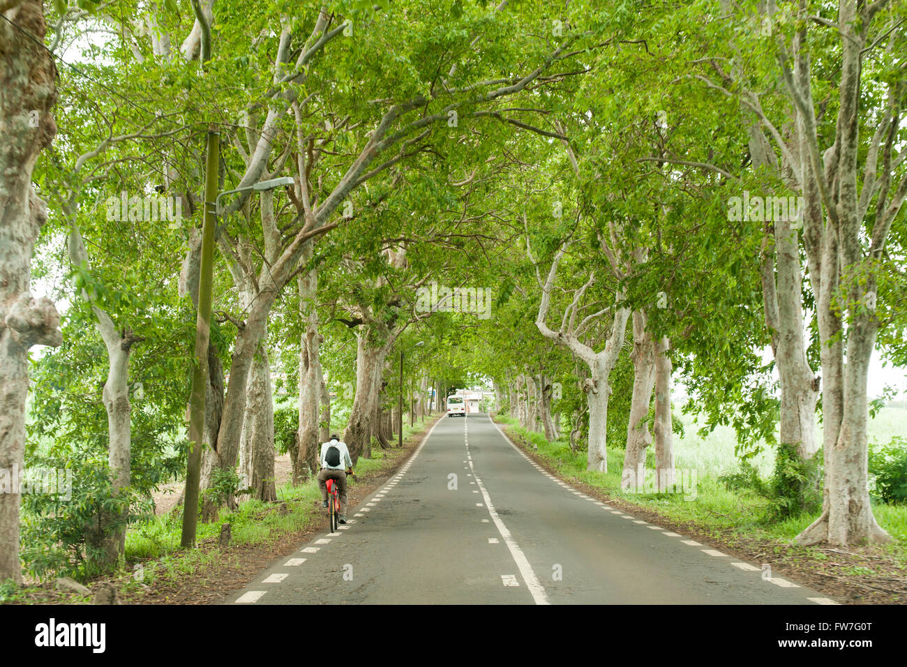 Einer von Bäumen gesäumten Straße in Mauritius. Stockfoto
