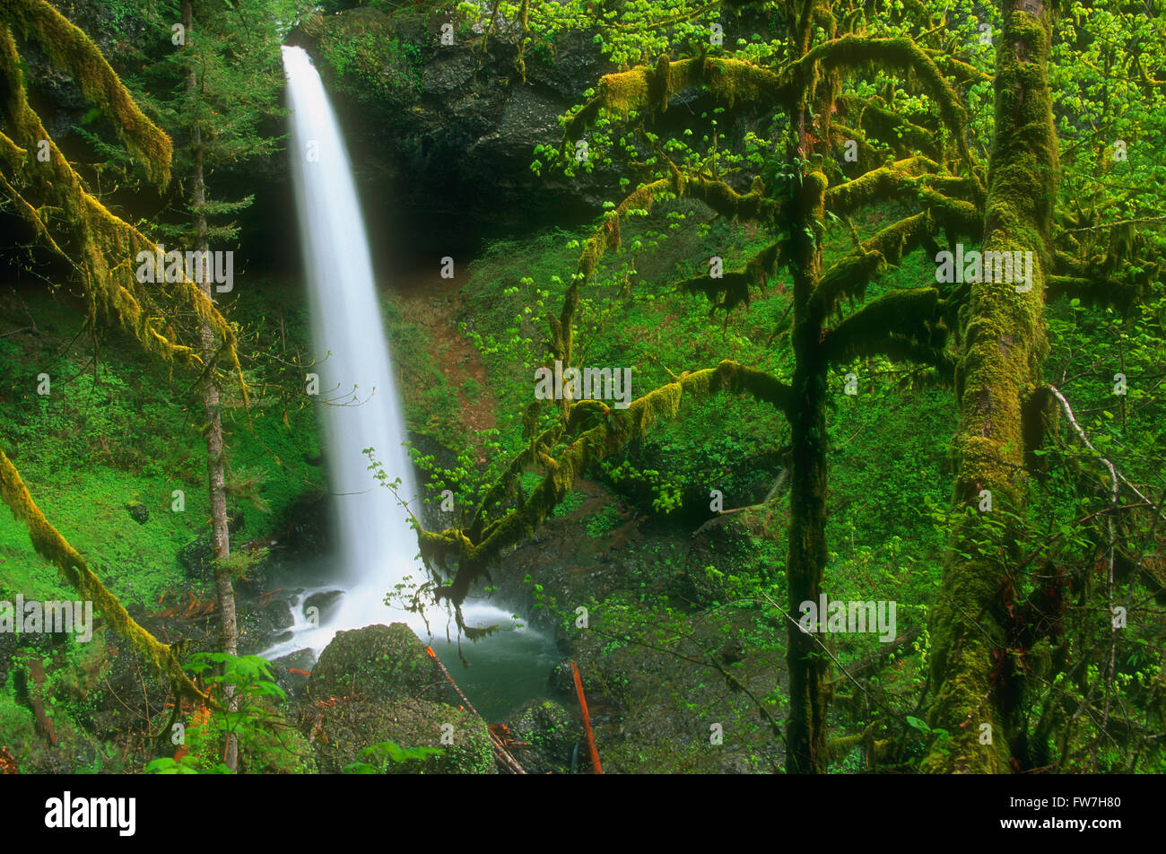 Norden fällt, Silver Falls State Park, Oregon, Vereinigte Staaten von Amerika Stockfoto