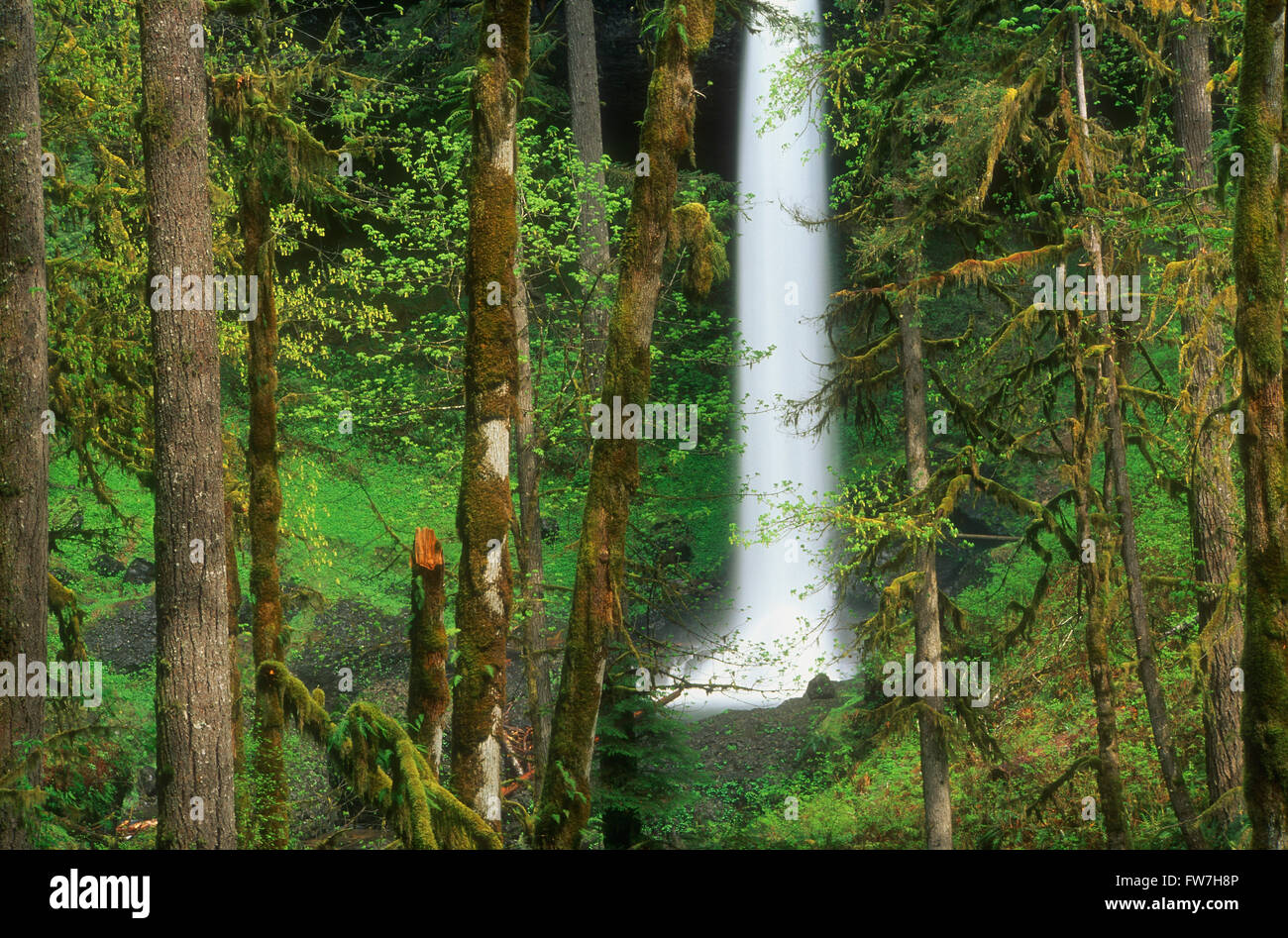 Norden fällt, Silver Falls State Park, Oregon, Vereinigte Staaten von Amerika Stockfoto